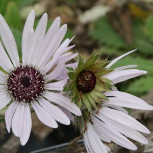 Berkheya purpurea