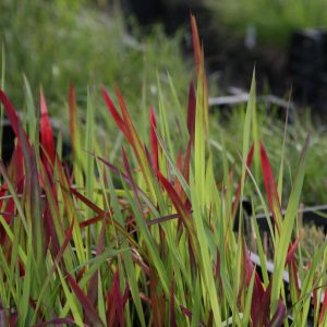 Imperata cylindrica 'Red Baron'