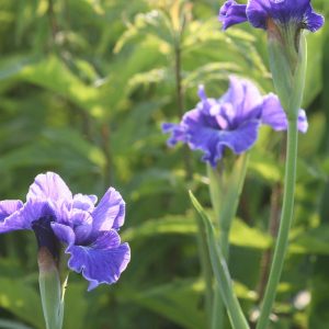 Iris sibirica 'Plissee'     (tetraploid)