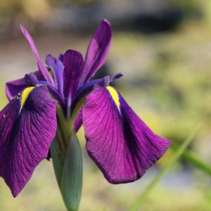 Iris ensata