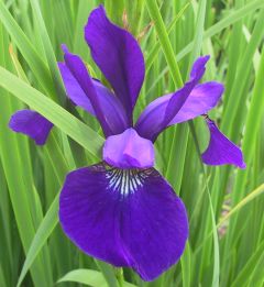 Iris sibirica 'Caesar'