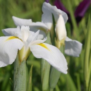 Iris sibirica 'White Swirl'