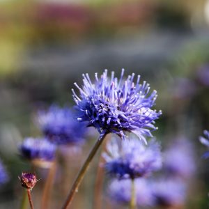 Jasione laevis 'Blaulicht'