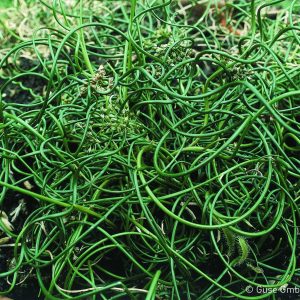 Juncus effusus 'Spiralis'