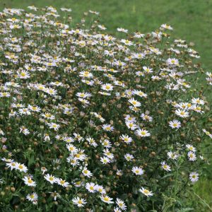 Kalimeris incisa 'Madiva'