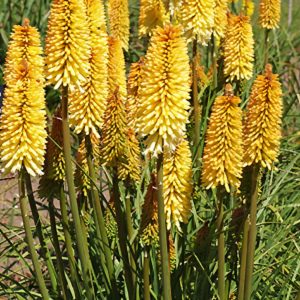 Kniphofia uvaria 'Moonstone'