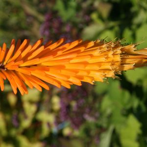 Kniphofia uvaria 'Mango Popsicle' (S)