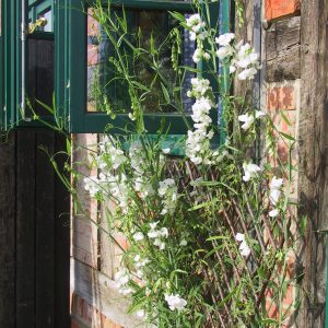 Lathyrus latifolius 'Weiße Perle'