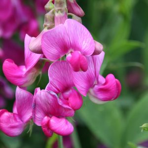 Lathyrus latifolius 'Rote Perle'