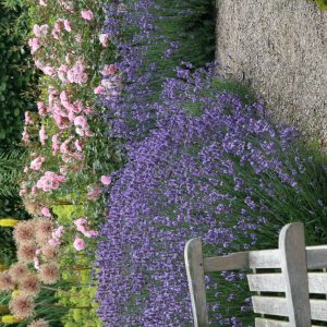 Lavandula angustifolia 'Dwarf Blue'