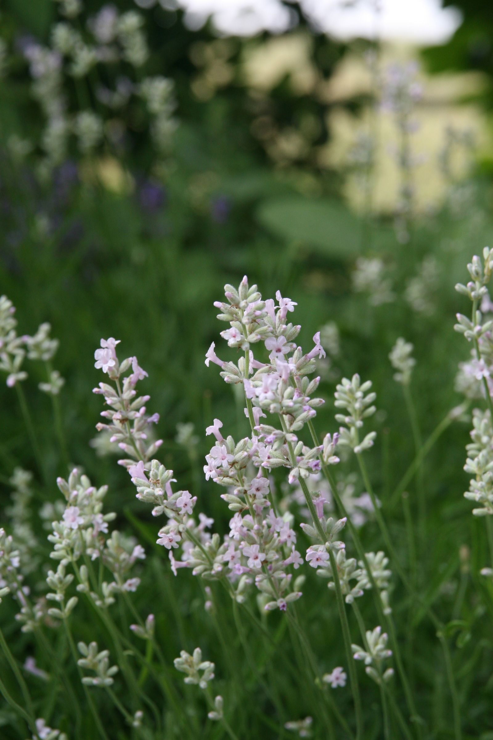 Lavandula angustifolia 'Hidcote Pink'