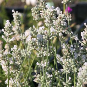 Lavandula angustifolia 'Nana Alba'