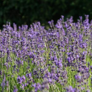 Lavandula angustifolia 'Siesta'