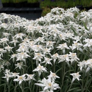 Leontopodium alpinum 'Zugspitze'
