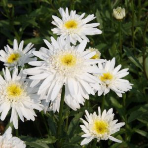 Leucanthemum x sup.'Christine Hagemann'