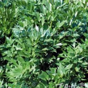 Levisticum officinale