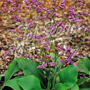 Limonium gmelinii ssp.hungaricum