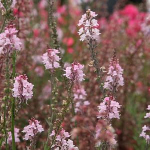 Linaria purpurea 'Canon J.Went'