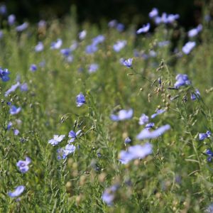 Linum perenne 'Nanum Saphir'