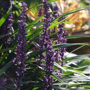 Liriope muscari 'Ingwersen'
