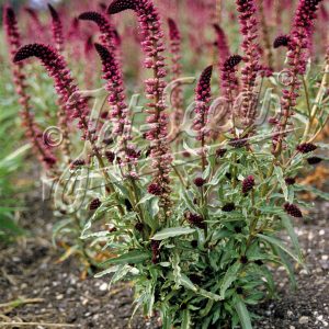 Lysimachia atropurpurea