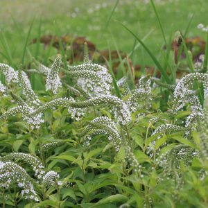 Lysimachia barystachys