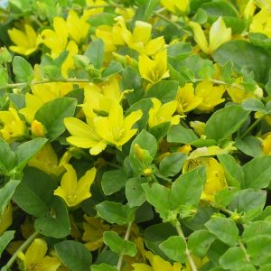 Lysimachia nummularia