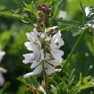 Malva moschata 'Alba'