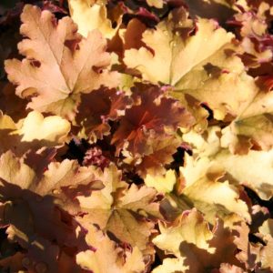 Heuchera villosa 'Marmalade' (S)