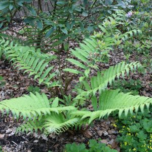 Matteuccia orientalis