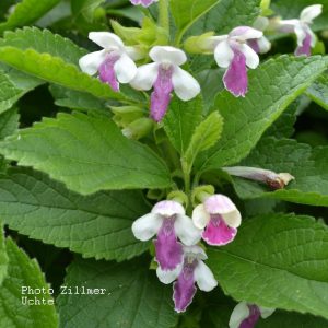 Melittis melissoph.'Royal Velvet Distinction (S)