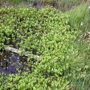 Menyanthes trifoliata
