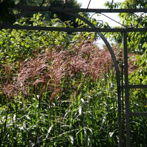 Miscanthus sinensis 'Malepartus'