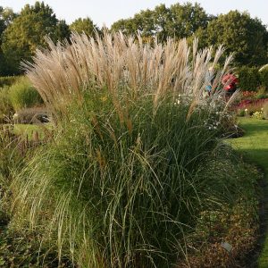 Miscanthus sinensis 'Federweißer'