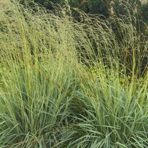 Molinia caerulea 'Variegata'