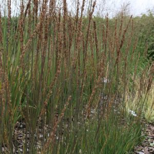 Molinia caerulea 'Moorhexe'