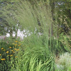 Molinia arundinacea 'Transparent'