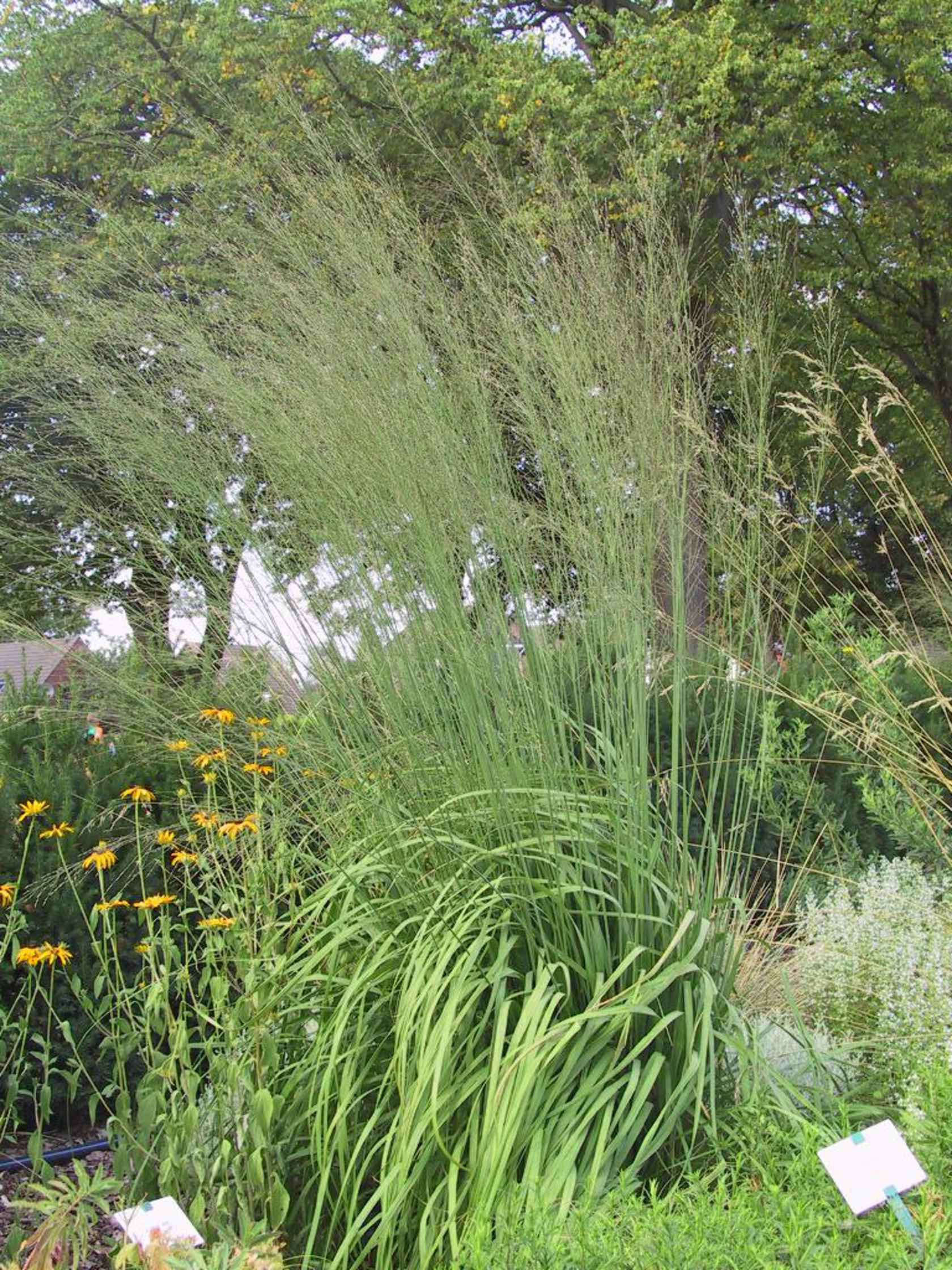 Molinia arundinacea 'Transparent'