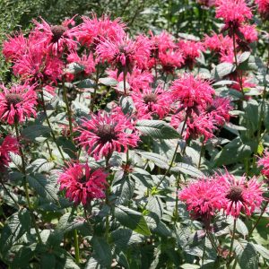 Monarda didyma 'Balance'