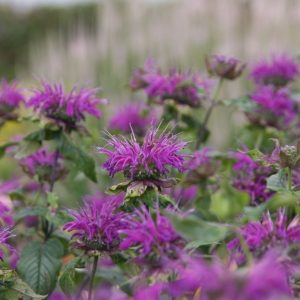 Monarda fistulosa 'Blaustrumpf'