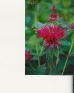 Monarda fistulosa 'Gardenview Scarlet'