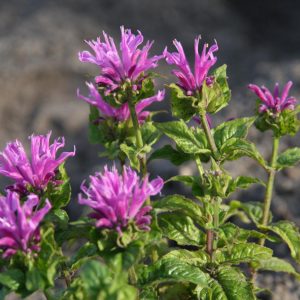 Monarda didyma 'Petite Delight'