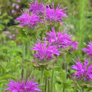 Monarda fistulosa 'Prärienacht'