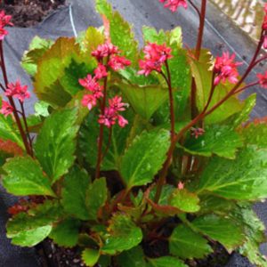 Mukgenia (x) 'Nova Flame'  (S)