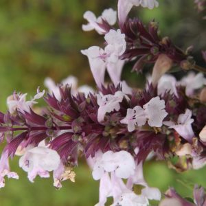Nepeta grandiflora 'Dawn to Dusk'