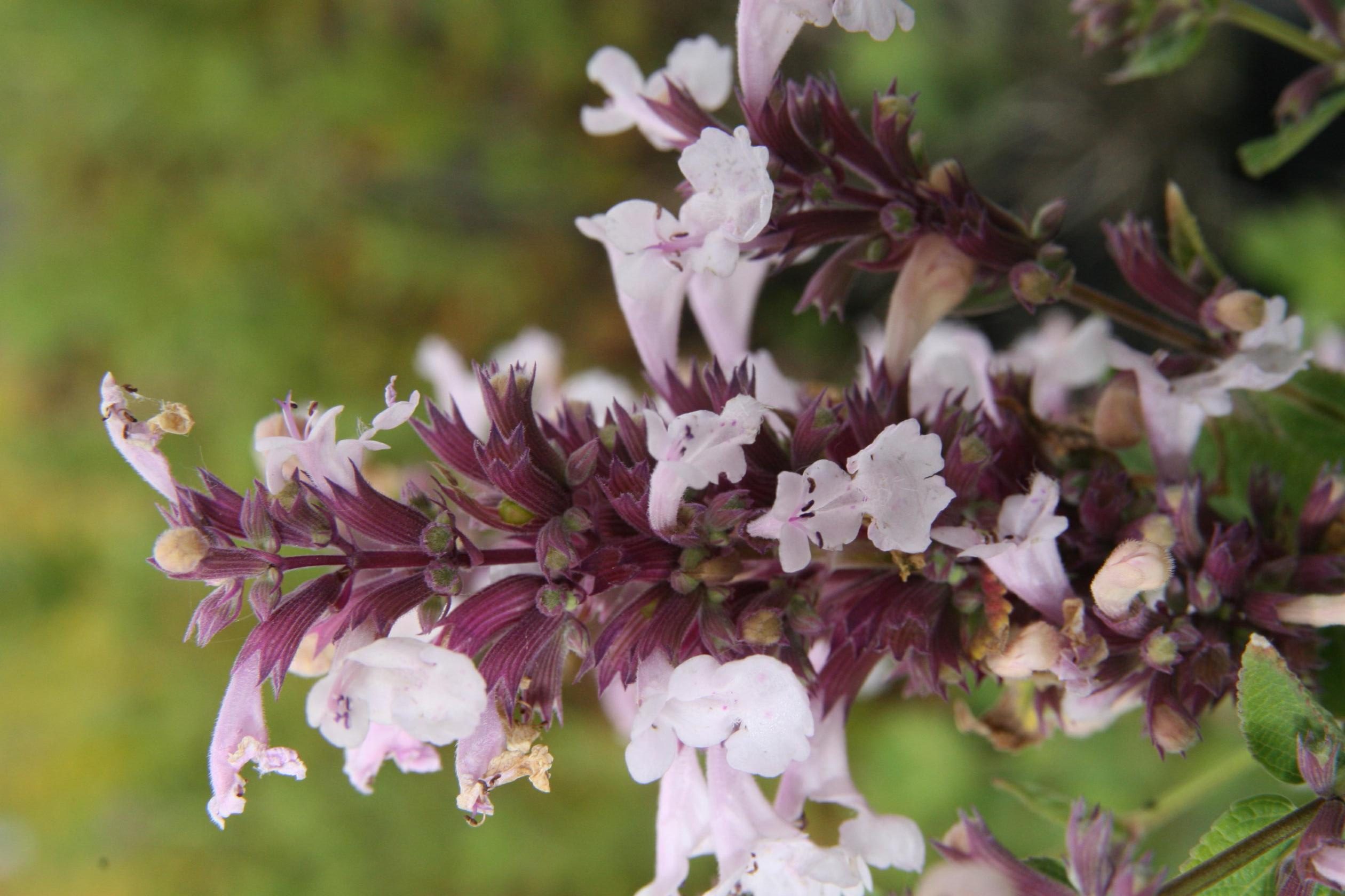 Nepeta grandiflora 'Dawn to Dusk'