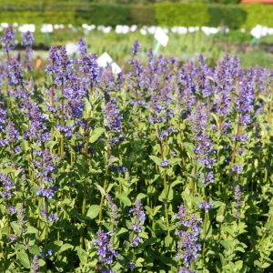 Nepeta grandiflora 'Zinser's Giant'