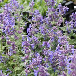 Nepeta racemosa 'Superba'