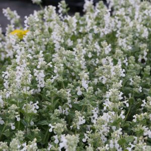 Nepeta racemosa 'Snowflake'