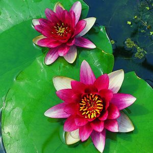 Nymphaea x cult. 'Attraction'